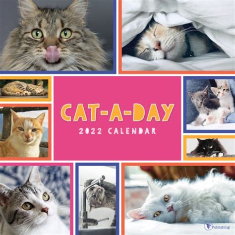 Cat A Day Calendar 2022
